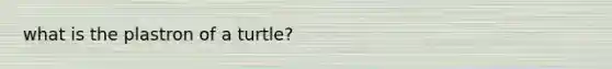 what is the plastron of a turtle?