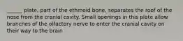 ______ plate, part of the ethmoid bone, separates the roof of the nose from the cranial cavity. Small openings in this plate allow branches of the olfactory nerve to enter the cranial cavity on their way to the brain