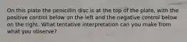 On this plate the penicillin disc is at the top of the plate, with the positive control below on the left and the negative control below on the right. What tentative interpretation can you make from what you observe?