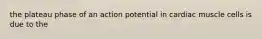 the plateau phase of an action potential in cardiac muscle cells is due to the