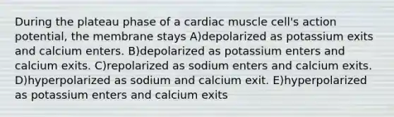 During the plateau phase of a cardiac muscle cell's action potential, the membrane stays A)depolarized as potassium exits and calcium enters. B)depolarized as potassium enters and calcium exits. C)repolarized as sodium enters and calcium exits. D)hyperpolarized as sodium and calcium exit. E)hyperpolarized as potassium enters and calcium exits