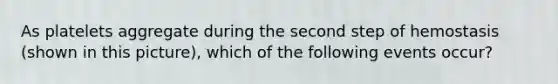 As platelets aggregate during the second step of hemostasis (shown in this picture), which of the following events occur?