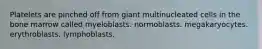 Platelets are pinched off from giant multinucleated cells in the bone marrow called myeloblasts. normoblasts. megakaryocytes. erythroblasts. lymphoblasts.