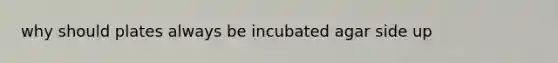 why should plates always be incubated agar side up