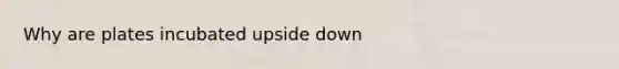 Why are plates incubated upside down