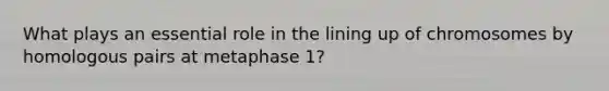 What plays an essential role in the lining up of chromosomes by homologous pairs at metaphase 1?