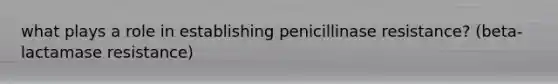 what plays a role in establishing penicillinase resistance? (beta-lactamase resistance)