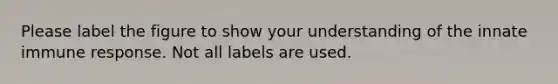 Please label the figure to show your understanding of the innate immune response. Not all labels are used.