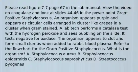 Please read figure 7-7 page 67 in the lab manual. View the video on coagulase and look at slides 44-46 in the power point Gram Positive Staphylococcus. An organism appears purple and appears as circular cells arranged in cluster like grapes in a cluster when gram stained. A lab tech performs a catalase test with the hydrogen peroxide and sees bubbling on the slide. It tests negative for oxidase. The organism appears to clot and form small clumps when added to rabbit blood plasma. Refer to the flowchart for the Gram Positive Staphylococcus. What is the organism? A. Staphylococcus aureus B. Staphylococcus epidermitis C. Staphylococcus saprophyticus D. Streptococcus pyogenes