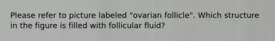 Please refer to picture labeled "ovarian follicle". Which structure in the figure is filled with follicular fluid?