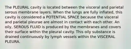 The PLEURAL cavity is located between the visceral and parietal serous membrane layers. When the lungs are fully inflated, this cavity is considered a POTENTIAL SPACE because the visceral and parietal pleurae are almost in contact with each other. An oily, SEROUS FLUID is produced by the membranes and covers their surface within the pleural cavity. This oily substance is drained continuously by lymph vessels within the VISCERAL PLEURA.