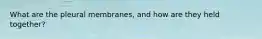 What are the pleural membranes, and how are they held together?