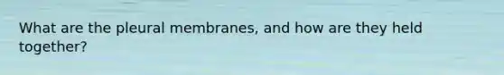 What are the pleural membranes, and how are they held together?