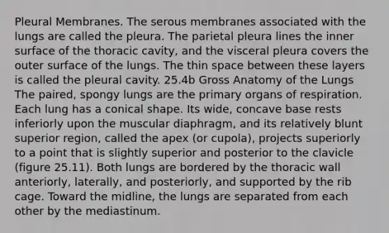 Pleural Membranes. The serous membranes associated with the lungs are called the pleura. The parietal pleura lines the inner surface of the thoracic cavity, and the visceral pleura covers the outer surface of the lungs. The thin space between these layers is called the pleural cavity. 25.4b Gross Anatomy of the Lungs The paired, spongy lungs are the primary organs of respiration. Each lung has a conical shape. Its wide, concave base rests inferiorly upon the muscular diaphragm, and its relatively blunt superior region, called the apex (or cupola), projects superiorly to a point that is slightly superior and posterior to the clavicle (figure 25.11). Both lungs are bordered by the thoracic wall anteriorly, laterally, and posteriorly, and supported by the rib cage. Toward the midline, the lungs are separated from each other by the mediastinum.