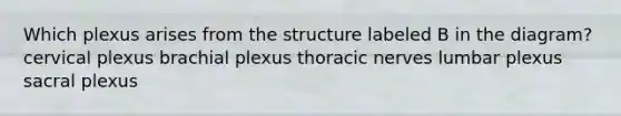 Which plexus arises from the structure labeled B in the diagram? cervical plexus brachial plexus thoracic nerves lumbar plexus sacral plexus