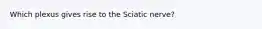 Which plexus gives rise to the Sciatic nerve?