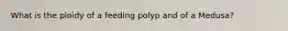 What is the ploidy of a feeding polyp and of a Medusa?