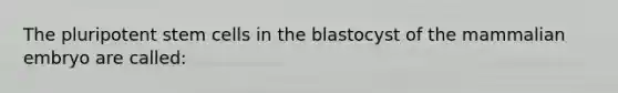 The pluripotent stem cells in the blastocyst of the mammalian embryo are called: