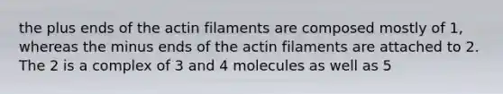 the plus ends of the actin filaments are composed mostly of 1, whereas the minus ends of the actin filaments are attached to 2. The 2 is a complex of 3 and 4 molecules as well as 5