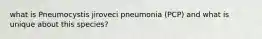 what is Pneumocystis jiroveci pneumonia (PCP) and what is unique about this species?