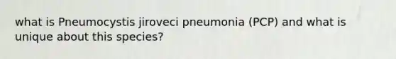 what is Pneumocystis jiroveci pneumonia (PCP) and what is unique about this species?