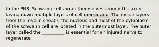 In the PNS, Schwann cells wrap themselves around the axon, laying down multiple layers of cell membrane. The inside layers from the myelin sheath; the nucleus and most of the cytoplasm of the schwann cell are located in the outermost layer. The outer layer called the __________ is essential for an injured nerve to regenerate