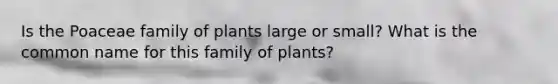 Is the Poaceae family of plants large or small? What is the common name for this family of plants?