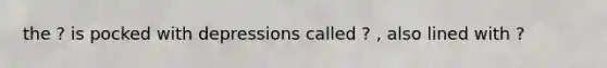 the ? is pocked with depressions called ? , also lined with ?