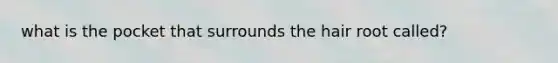 what is the pocket that surrounds the <a href='https://www.questionai.com/knowledge/kEmPQOxiVO-hair-root' class='anchor-knowledge'>hair root</a> called?