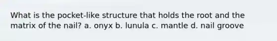 What is the pocket-like structure that holds the root and the matrix of the nail? a. onyx b. lunula c. mantle d. nail groove