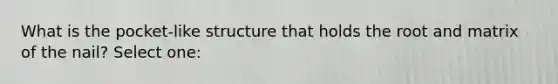 What is the pocket-like structure that holds the root and matrix of the nail? Select one: