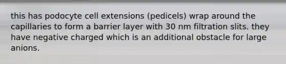 this has podocyte cell extensions (pedicels) wrap around the capillaries to form a barrier layer with 30 nm filtration slits. they have negative charged which is an additional obstacle for large anions.