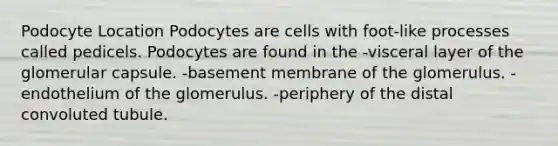 Podocyte Location Podocytes are cells with foot-like processes called pedicels. Podocytes are found in the -visceral layer of the glomerular capsule. -basement membrane of the glomerulus. -endothelium of the glomerulus. -periphery of the distal convoluted tubule.