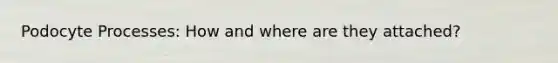Podocyte Processes: How and where are they attached?