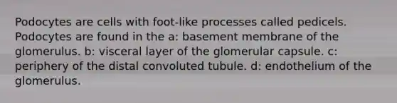 Podocytes are cells with foot-like processes called pedicels. Podocytes are found in the a: basement membrane of the glomerulus. b: visceral layer of the glomerular capsule. c: periphery of the distal convoluted tubule. d: endothelium of the glomerulus.