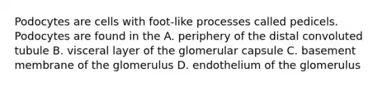 Podocytes are cells with foot-like processes called pedicels. Podocytes are found in the A. periphery of the distal convoluted tubule B. visceral layer of the glomerular capsule C. basement membrane of the glomerulus D. endothelium of the glomerulus