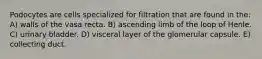 Podocytes are cells specialized for filtration that are found in the: A) walls of the vasa recta. B) ascending limb of the loop of Henle. C) urinary bladder. D) visceral layer of the glomerular capsule. E) collecting duct.