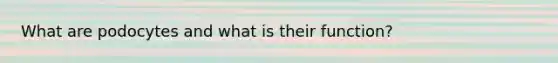 What are podocytes and what is their function?