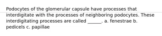 Podocytes of the glomerular capsule have processes that interdigitate with the processes of neighboring podocytes. These interdigitating processes are called ______. a. fenestrae b. pedicels c. papillae