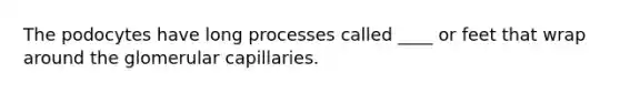 The podocytes have long processes called ____ or feet that wrap around the glomerular capillaries.