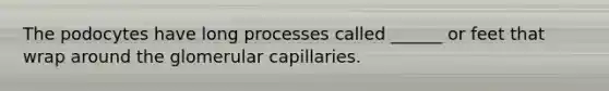 The podocytes have long processes called ______ or feet that wrap around the glomerular capillaries.