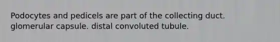 Podocytes and pedicels are part of the collecting duct. glomerular capsule. distal convoluted tubule.