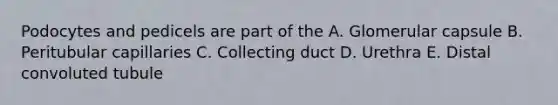 Podocytes and pedicels are part of the A. Glomerular capsule B. Peritubular capillaries C. Collecting duct D. Urethra E. Distal convoluted tubule