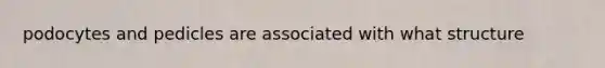 podocytes and pedicles are associated with what structure