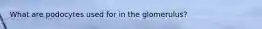 What are podocytes used for in the glomerulus?