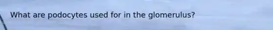 What are podocytes used for in the glomerulus?