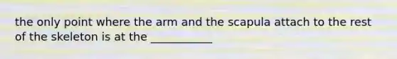 the only point where the arm and the scapula attach to the rest of the skeleton is at the ___________