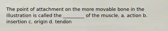 The point of attachment on the more movable bone in the illustration is called the _________ of the muscle. a. action b. insertion c. origin d. tendon