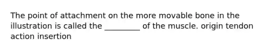 The point of attachment on the more movable bone in the illustration is called the _________ of the muscle. origin tendon action insertion