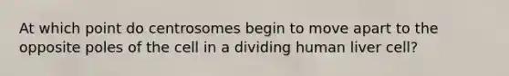 At which point do centrosomes begin to move apart to the opposite poles of the cell in a dividing human liver cell?